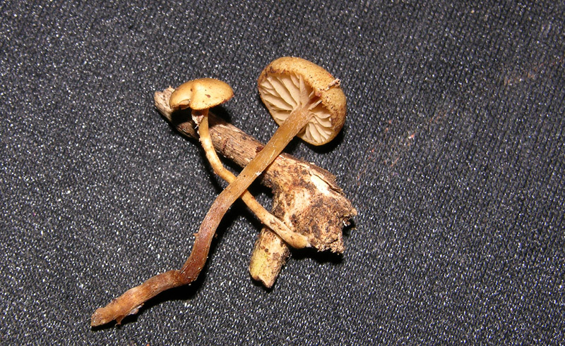 Galerina da determinare n�23.